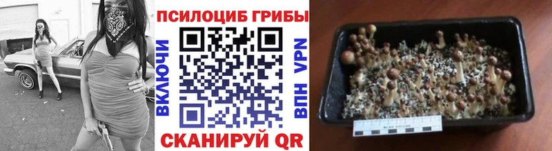 Купить  Фролово  Псилоцибиновые грибы Psilocybe 